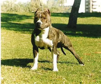 Sulyvan del Clan de Versailles