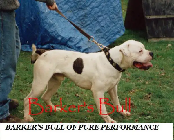 Barker's Bull of  Pure Performance