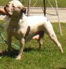 TBB/Lopez's Sabre Tooth Tiger