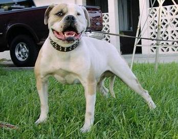 TBB/Lopez's Jakk the Ripper LAW