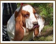 Philomène des dunes de Shebab