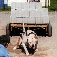 Poitras' Ox