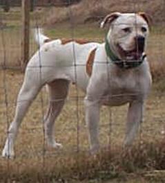 Swampdog's Princess Nala