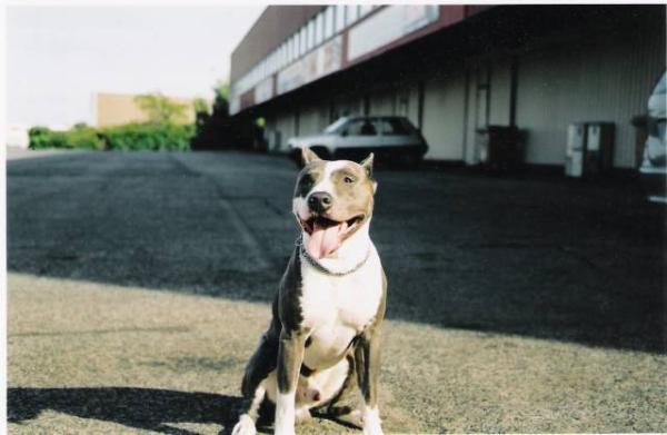 Sweet Blue Angel  Original Soe Pearl