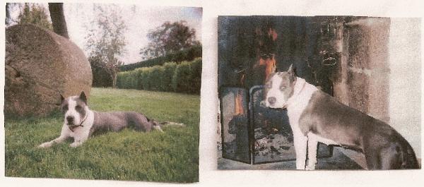 Opale De Roofneck Dog's