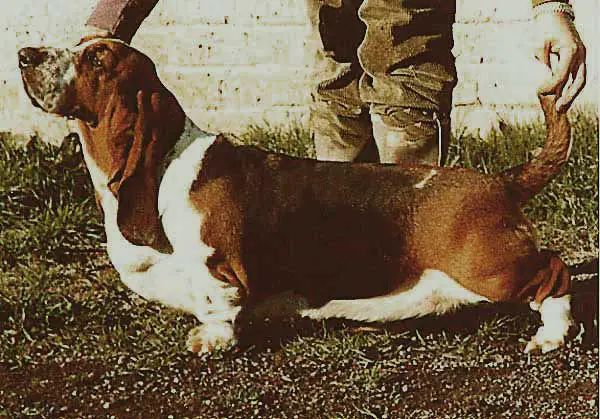 Nonchalance Della Luna Caprese