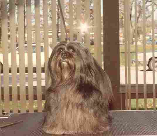 Saxonsprings Carisma