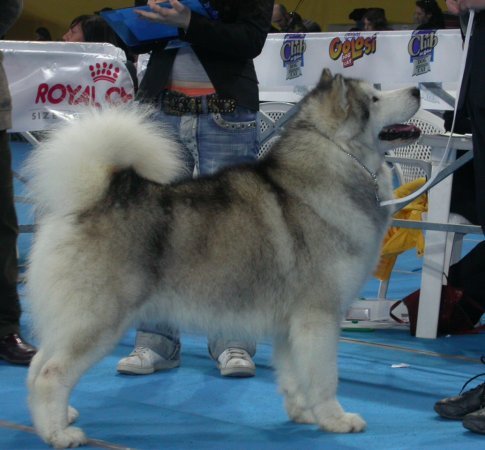 BIS BISS CH ( ITA, EUR, INTL( Alcantara el Lado Oscuro dela Luna