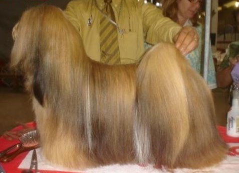 BRAS CH, PAN CH, INT Okajima Narciso