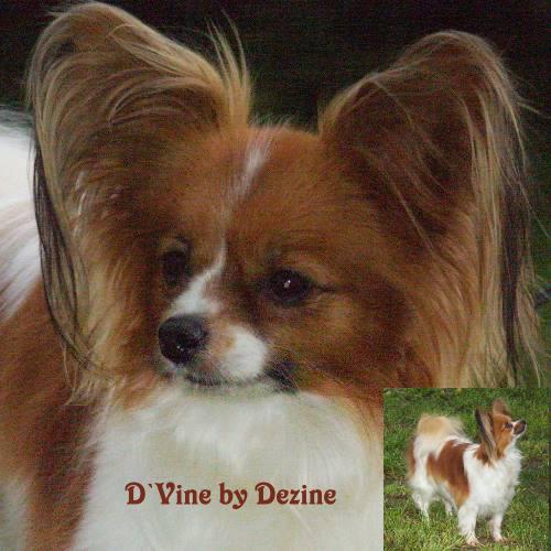 ROM CH D'Vine By Dezine