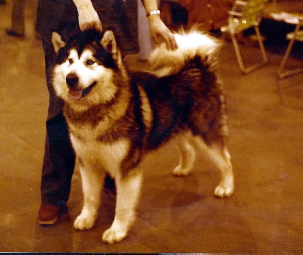 CH Sugarbear's I Like It Like That