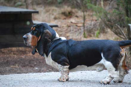 Basseligans Jack Sparrow