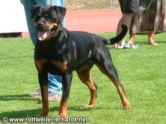 WJS'03, Priska Vom Kressbach