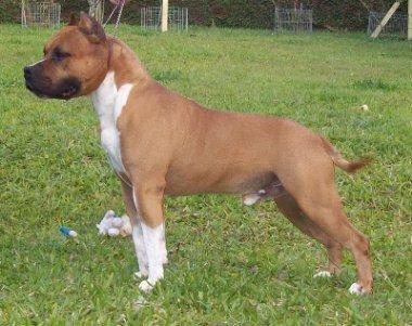 Bradock Wilber do Cerro do Jarau