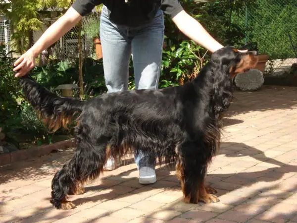 Damon's My Traveling Star