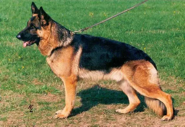 V13 Lorby vom Lachnerhof