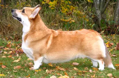 INTER, MULTI CH Annline's Crystal Joy