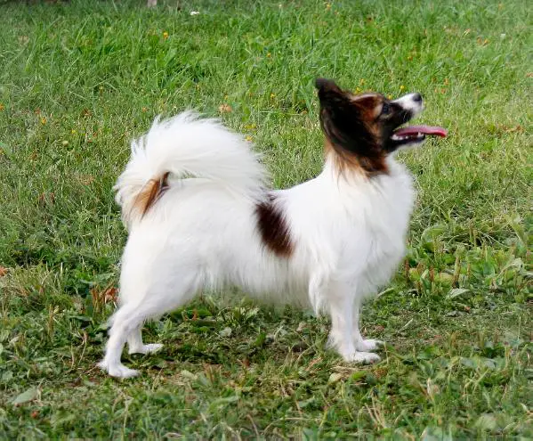 J CH RUS Snow Danwest Catelina