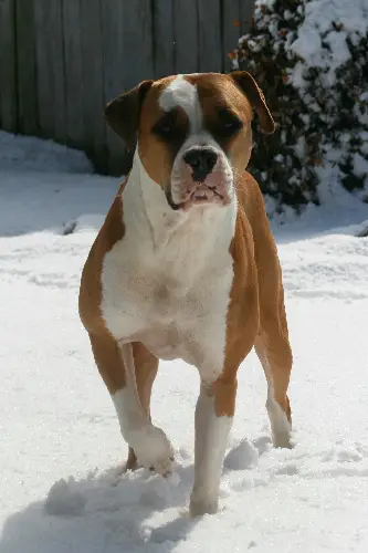 Böhmer's H3 Fire & Ice aka Easy