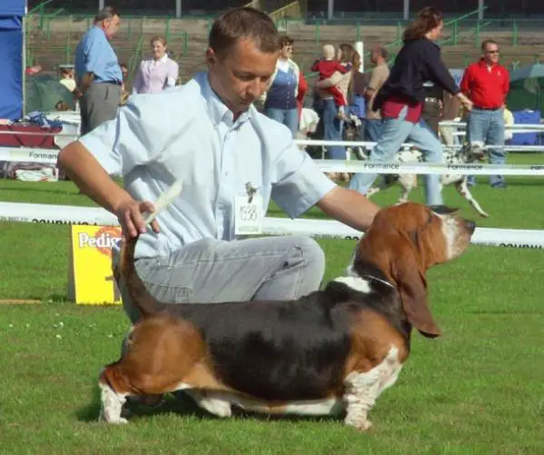 Chivas  Turguesa Playa