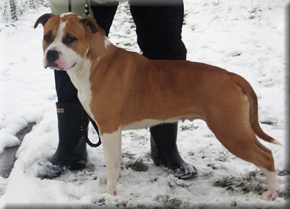 Enny Elegant of Cole