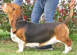 Pincalonga Tegolina