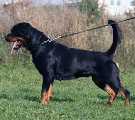 R.CAC Ines Se Ungo Rot