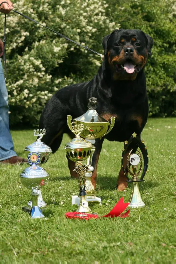 NL YOUTH/ADULT CH Aaron v. Moserbear