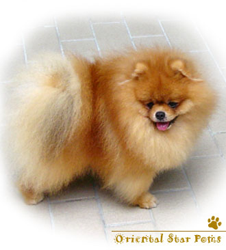 Oriental Star'S Caesar