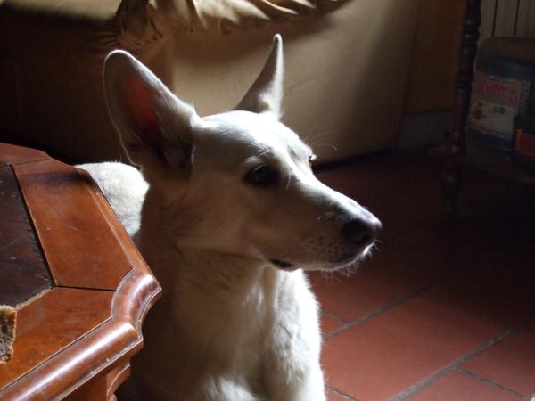 G'Samantha of the Angel's Estate