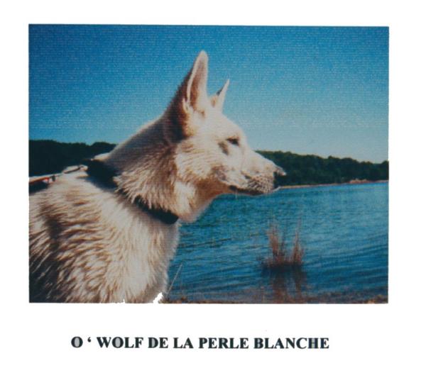 O'Wolf de la Perle Blanche