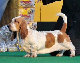 Franbar's Noblesse Oblige