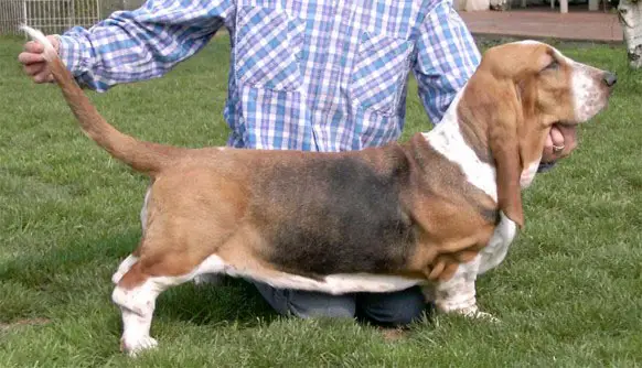 CH. RIPR. Ketchuphotdog