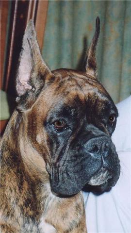 galia de roxos