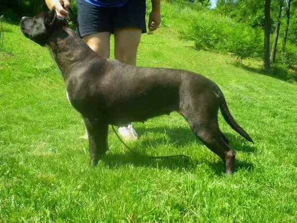Bessy Kljara Long Step