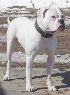 Patti's Thunderbolt Ottis of CCK