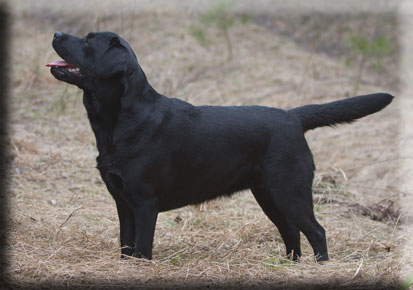 LT/LV JCH/LT CH Madeira Kompanija