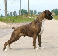 Crazy van Sapho's Hoeve