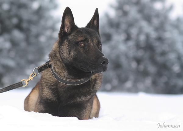 Beast-Quatro of Braveheart Oradinum