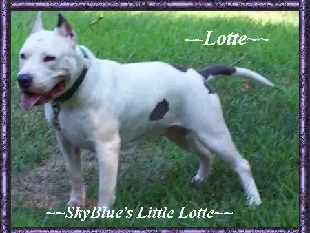 Skyblues Little Lotte