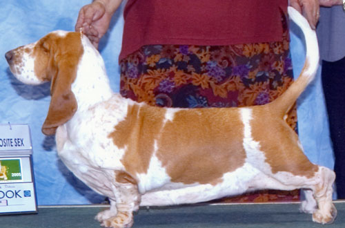 Rivendell Sanlyn Heaven Sent