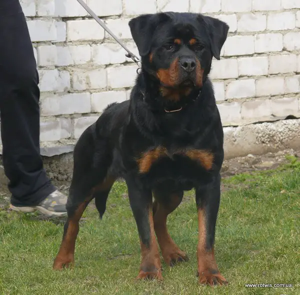 2XCACIB, 2XV3 Kimberly Von Der Brausekopf