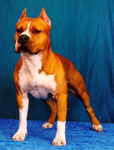 INT CH Samurai Alligator