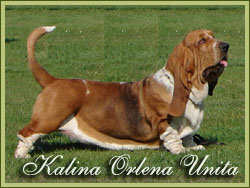 Kalina orlena unita