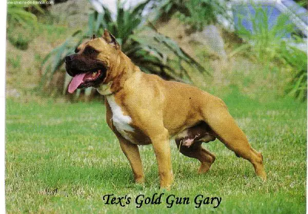 Tex's Gold Gun Gary