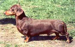 INT RUS CH Zherom Sen Siomon Mokko Farm