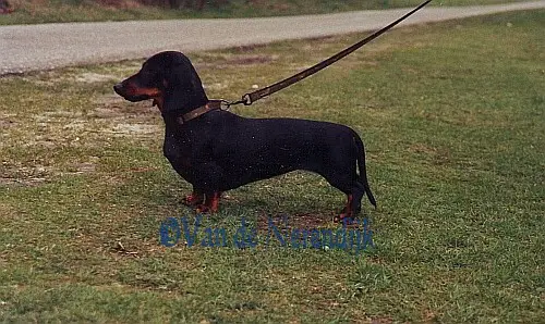 Roeska van de Nerendijk