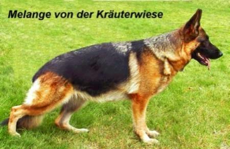 V Melange von der Kräuterwiese