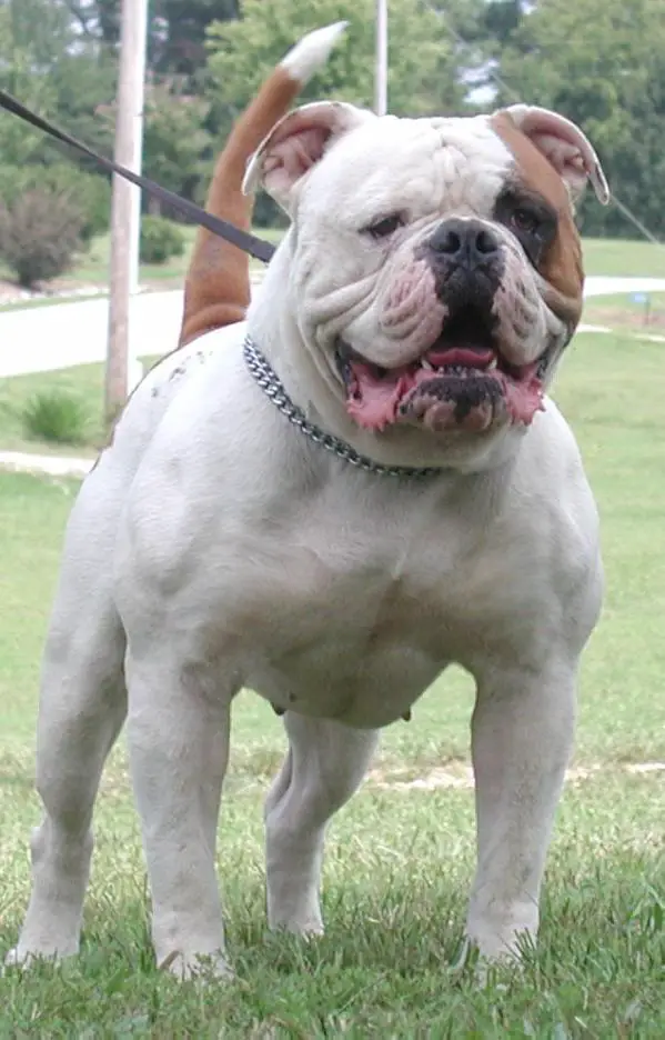 Manstopper's Meathead