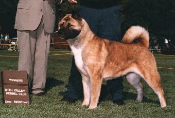 Great Tigers Contessa